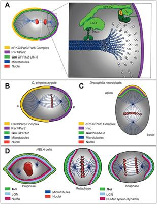 Gαi protein subunit: A step toward understanding its non-canonical mechanisms